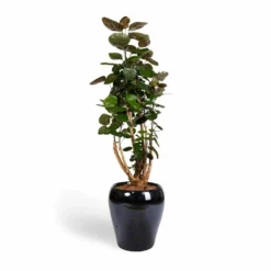 Polyscias Fabian - Aralia Fabian -Outlet The Ever Sprout Store Polyscias Fabian Aralia Fabian 24x80cm Amora Plant Pot Anthracite Mirror 32x32cm