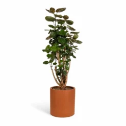 Polyscias Fabian - Aralia Fabian -Outlet The Ever Sprout Store Polyscias Fabian Aralia Fabian 24x80cm Max Refined Planter Canyon Orange 29x29.5cm