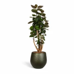 Polyscias Fabian - Aralia Fabian -Outlet The Ever Sprout Store Polyscias Fabian Aralia Fabian 24x80cm Noor Plant Pot Velvet Green 33x30cm