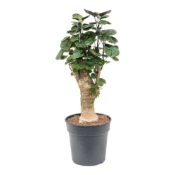 Polyscias Fabian - Aralia Fabian -Outlet The Ever Sprout Store Polyscias Fabian Aralia Fabian 25cm