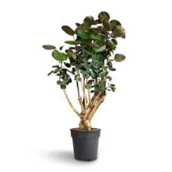 Polyscias Fabian - Aralia Fabian -Outlet The Ever Sprout Store Polyscias Fabian Aralia Fabian 27x100cm