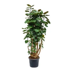 Polyscias Fabian - Aralia Fabian -Outlet The Ever Sprout Store Polyscias Fabian Aralia Fabian 29x115cm