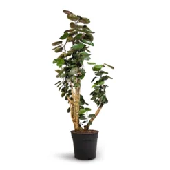 Polyscias Fabian - Aralia Fabian -Outlet The Ever Sprout Store Polyscias Fabian Aralia Fabian 30x140cm