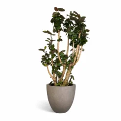 Polyscias Fabian - Aralia Fabian -Outlet The Ever Sprout Store Polyscias Fabian Aralia Fabian 30x140cm Grigio Egg Pot Planter Natural Concrete 40x36cm