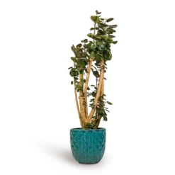 Polyscias Fabian - Aralia Fabian -Outlet The Ever Sprout Store Polyscias Fabian Aralia Fabian 30x150cm Felix Planters Ocean Blue 37x33cm