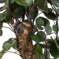 Polyscias Fabian - Aralia Fabian -Outlet The Ever Sprout Store Polyscias Fabian Aralia Fabian SWATCH