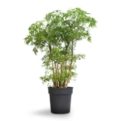 Polyscias Ming - Aralia Ming -Outlet The Ever Sprout Store Polyscias Ming Aralia Ming 19x60cm