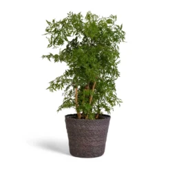 Polyscias Ming - Aralia Ming -Outlet The Ever Sprout Store Polyscias Ming Aralia Ming 19x60cm Igmar Plant Basket Grey 22x19cm