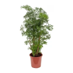Polyscias Ming - Aralia Ming -Outlet The Ever Sprout Store Polyscias Ming Aralia Ming 21x80cm
