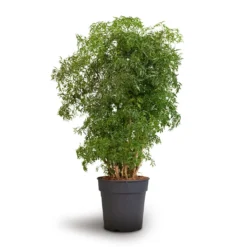 Polyscias Ming - Aralia Ming -Outlet The Ever Sprout Store Polyscias Ming Aralia Ming 24x80cm