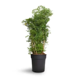 Polyscias Ming - Aralia Ming -Outlet The Ever Sprout Store Polyscias Ming Aralia Ming 24x80cm 2