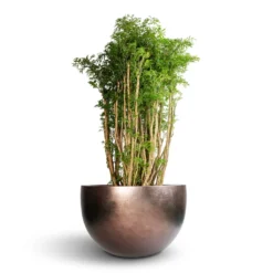 Polyscias Ming - Aralia Ming -Outlet The Ever Sprout Store Polyscias Ming Aralia Ming 27x110cm Metallic Plant Bowl Matt Coffee 45x27cm