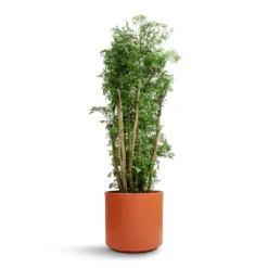 Polyscias Ming - Aralia Ming -Outlet The Ever Sprout Store Polyscias Ming Aralia Ming 27x110cm Prague Plant Pot Cayenne 28x24cm 837d3368 c294 4074 9145 8949759934e8