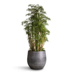 Polyscias Ming - Aralia Ming -Outlet The Ever Sprout Store Polyscias Ming Aralia Ming 27x90 Esra Plant Pot Mystic Grey 36x32cm