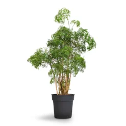 Polyscias Ming - Aralia Ming -Outlet The Ever Sprout Store Polyscias Ming Aralia Ming 27x90cm