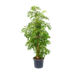 Polyscias Ming - Aralia Ming -Outlet The Ever Sprout Store Polyscias Ming Aralia Ming 29x130cm