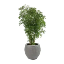 Polyscias Ming - Aralia Ming -Outlet The Ever Sprout Store Polyscias Ming Aralia Ming Abby Plant Pot