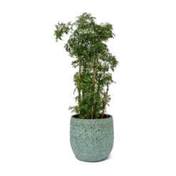 Polyscias Ming - Aralia Ming -Outlet The Ever Sprout Store Polyscias Ming Aralia Ming Evi Plant Pot Antique Bronze