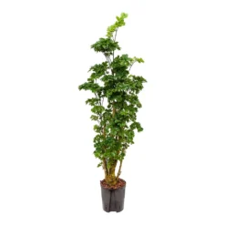 Polyscias Roble - Aralia - HydroCare