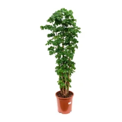 Polyscias Roble - Aralia Roble 6 Polyscias Roble - Aralia Roble -Outlet The Ever Sprout Store Polyscias Roble Aralia Roble 27x100cm