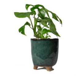 Rhaphidophora Tetrasperma - Monstera Minima -Outlet The Ever Sprout Store Rhaphidophora tetrasperma Monstera minima 12x25cm Kaat Plant Pot Petrol 13x14cm