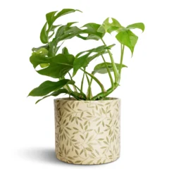 Rhaphidophora Tetrasperma - Monstera Minima -Outlet The Ever Sprout Store Rhaphidophora tetrasperma Monstera minima 12x25cm Lazzaro Plant Pot Sage Foliage 15x13cm c27c0c14 0152 4c81 b31d 08063458a279