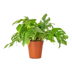 Rhaphidophora Tetrasperma - Monstera Minima -Outlet The Ever Sprout Store Rhaphidophora tetrasperma Monstera minima 15x25cm