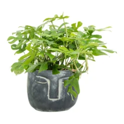 Rhaphidophora Tetrasperma - Monstera Minima -Outlet The Ever Sprout Store Rhaphidophora tetrasperma Monstera minima Head Plant Pot Anthracite 8c88891d 357f 4ddc a8cf 77742ff4d43f