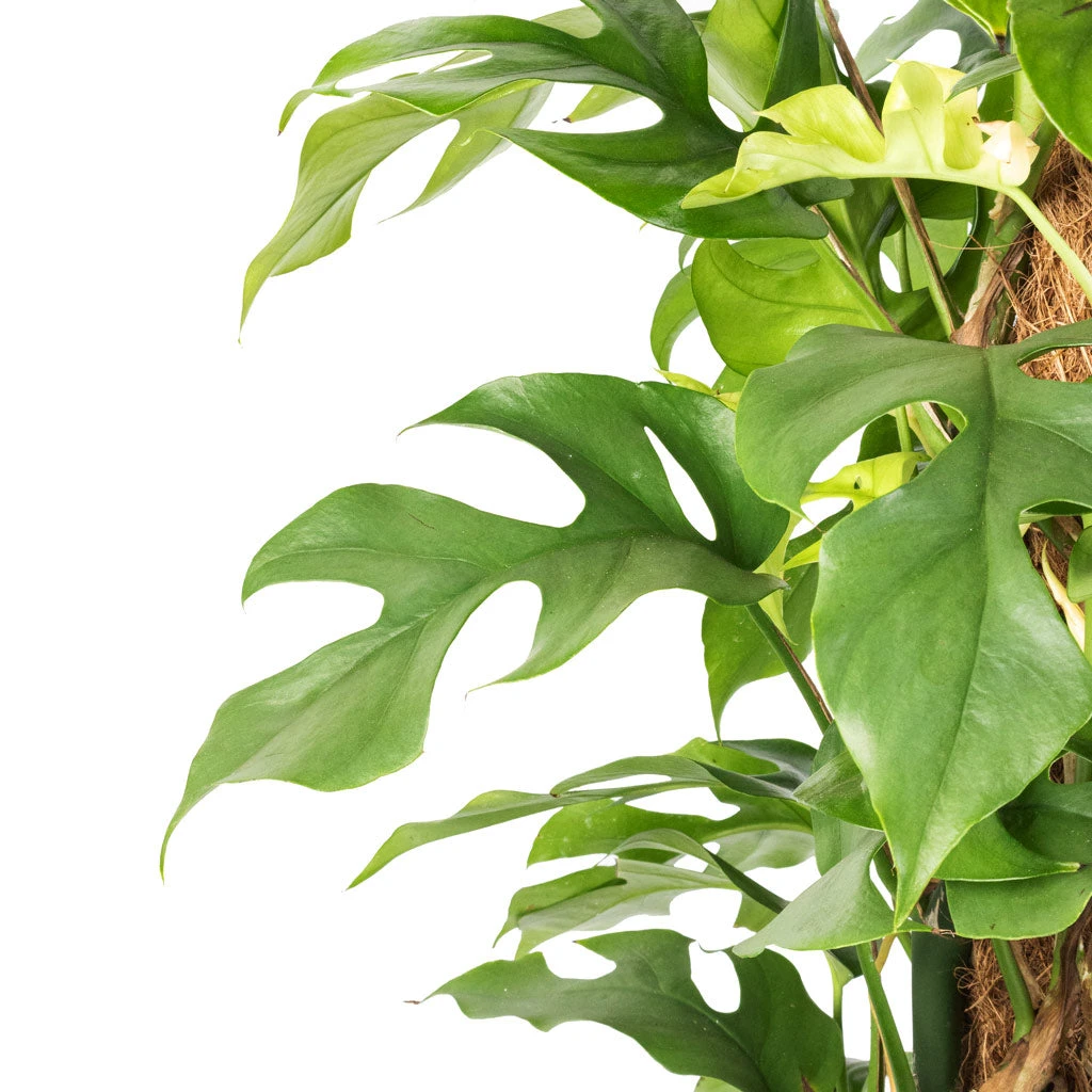 Rhaphidophora Tetrasperma - Monstera Minima - Moss Pole 2 Rhaphidophora Tetrasperma - Monstera Minima - Moss Pole - Image 2