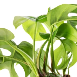 Rhaphidophora Tetrasperma - Monstera Minima -Outlet The Ever Sprout Store Rhaphidophora tetrasperma Monstera minima Swatch 2