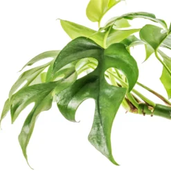 Rhaphidophora Tetrasperma - Monstera Minima -Outlet The Ever Sprout Store Rhaphidophora tetrasperma Monstera minima Swatch