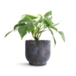 Rhaphidophora Tetrasperma - Monstera Minima -Outlet The Ever Sprout Store Rhaphidophora tetrasperma Monstera minimal 12x25cm Dave Plant Pot Earth 14x13cm 2