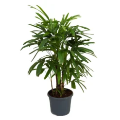 Rhapis Excelsa - Lady Palm -Outlet The Ever Sprout Store Rhapis excelsa Lady Palm 100cm