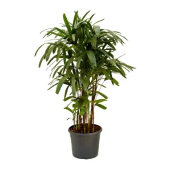 Rhapis Excelsa - Lady Palm -Outlet The Ever Sprout Store Rhapis excelsa Lady Palm 120cm