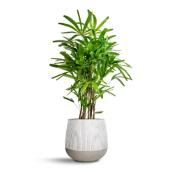 Rhapis Excelsa - Lady Palm -Outlet The Ever Sprout Store Rhapis excelsa Lady Palm 27x110cm Pax Plant Pot Ridge White Stripe 40x36cm