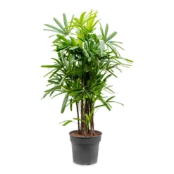 Rhapis Excelsa - Lady Palm -Outlet The Ever Sprout Store Rhapis excelsa Lady Palm 34x160cm