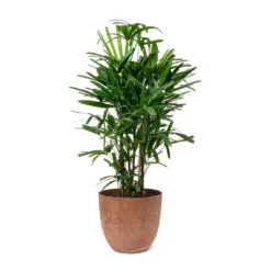 Rhapis Excelsa - Lady Palm -Outlet The Ever Sprout Store Rhapis excelsa Lady Palm Bola Artstone Plant Pot Oak