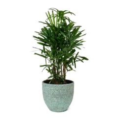 Rhapis Excelsa - Lady Palm -Outlet The Ever Sprout Store Rhapis excelsa Lady Palm Evi Plant Pot Antique Bronze