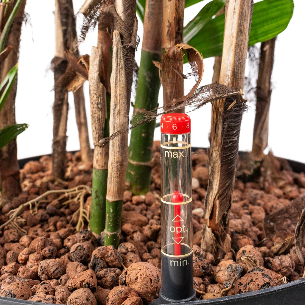 Rhapis Excelsa - Lady Palm - HydroCare 2 Rhapis Excelsa - Lady Palm - HydroCare - Image 2