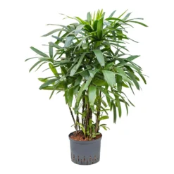 Rhapis Excelsa - Lady Palm - HydroCare 23 Rhapis Excelsa - Lady Palm - HydroCare -Outlet The Ever Sprout Store Rhapis excelsa Lady Palm Hydroculture 25 19x120cm