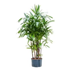 Rhapis Excelsa - Lady Palm - HydroCare 21 Rhapis Excelsa - Lady Palm - HydroCare -Outlet The Ever Sprout Store Rhapis excelsa Lady Palm Hydroculture 28 19x150cm