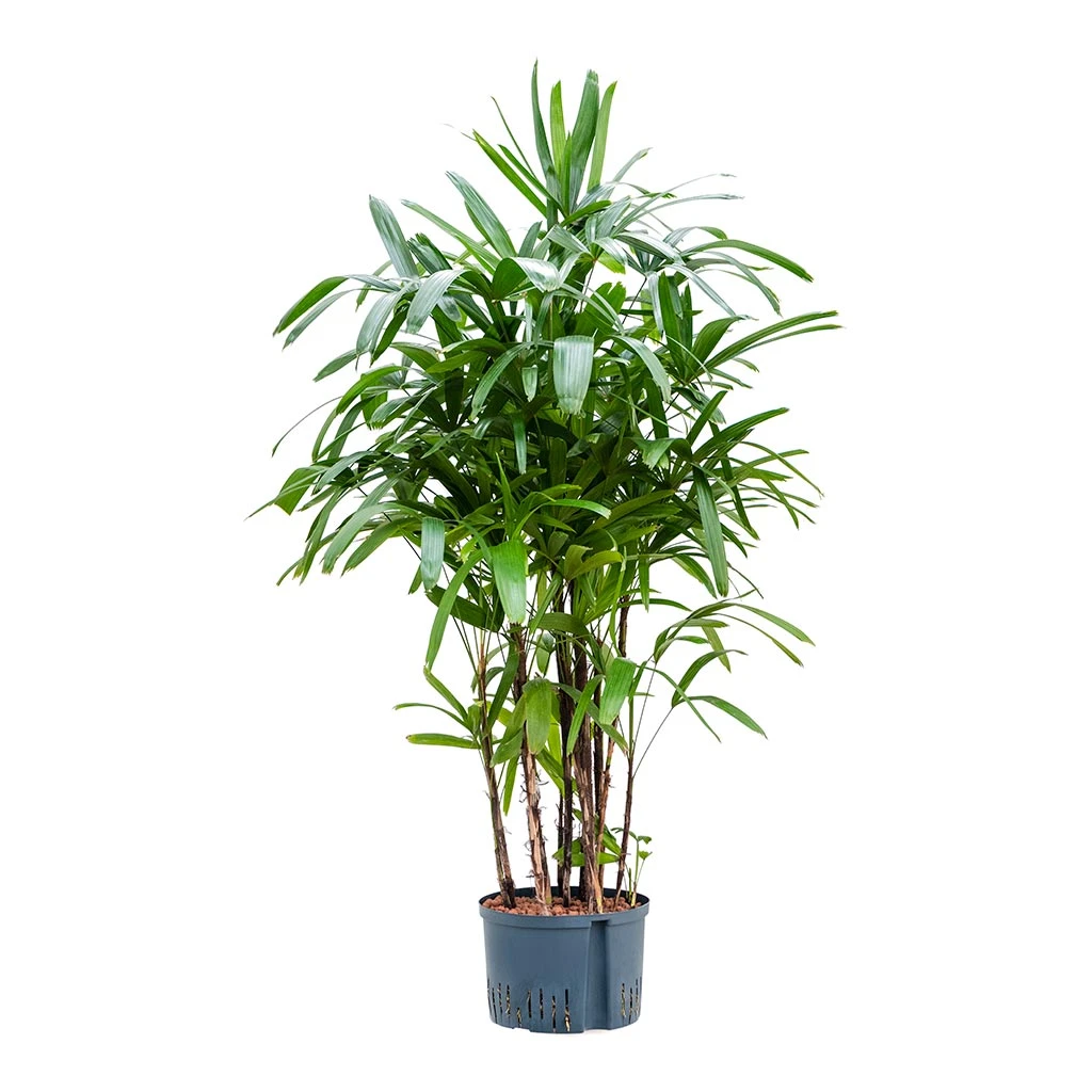 Rhapis Excelsa - Lady Palm - HydroCare 3 Rhapis Excelsa - Lady Palm - HydroCare - Image 3