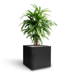 Rhapis Excelsa - Lady Palm - HydroCare 26 Rhapis Excelsa - Lady Palm - HydroCare -Outlet The Ever Sprout Store Rhapis excelsa Lady Palm Hydroculture Grigio Cube Planter Anthracite Concrete a424559f a8f2 42b4 b0d7 5363e0a3708a
