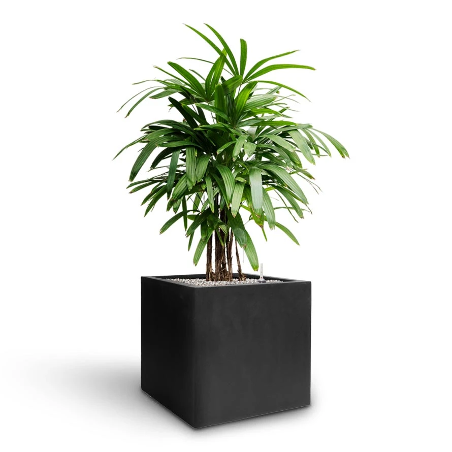 Rhapis Excelsa - Lady Palm - HydroCare 8 Rhapis Excelsa - Lady Palm - HydroCare - Image 8