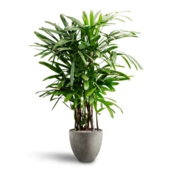 Rhapis Excelsa - Lady Palm - HydroCare 27 Rhapis Excelsa - Lady Palm - HydroCare -Outlet The Ever Sprout Store Rhapis excelsa Lady Palm Hydroculture Grigio Egg Pot Planter Natural Concrete