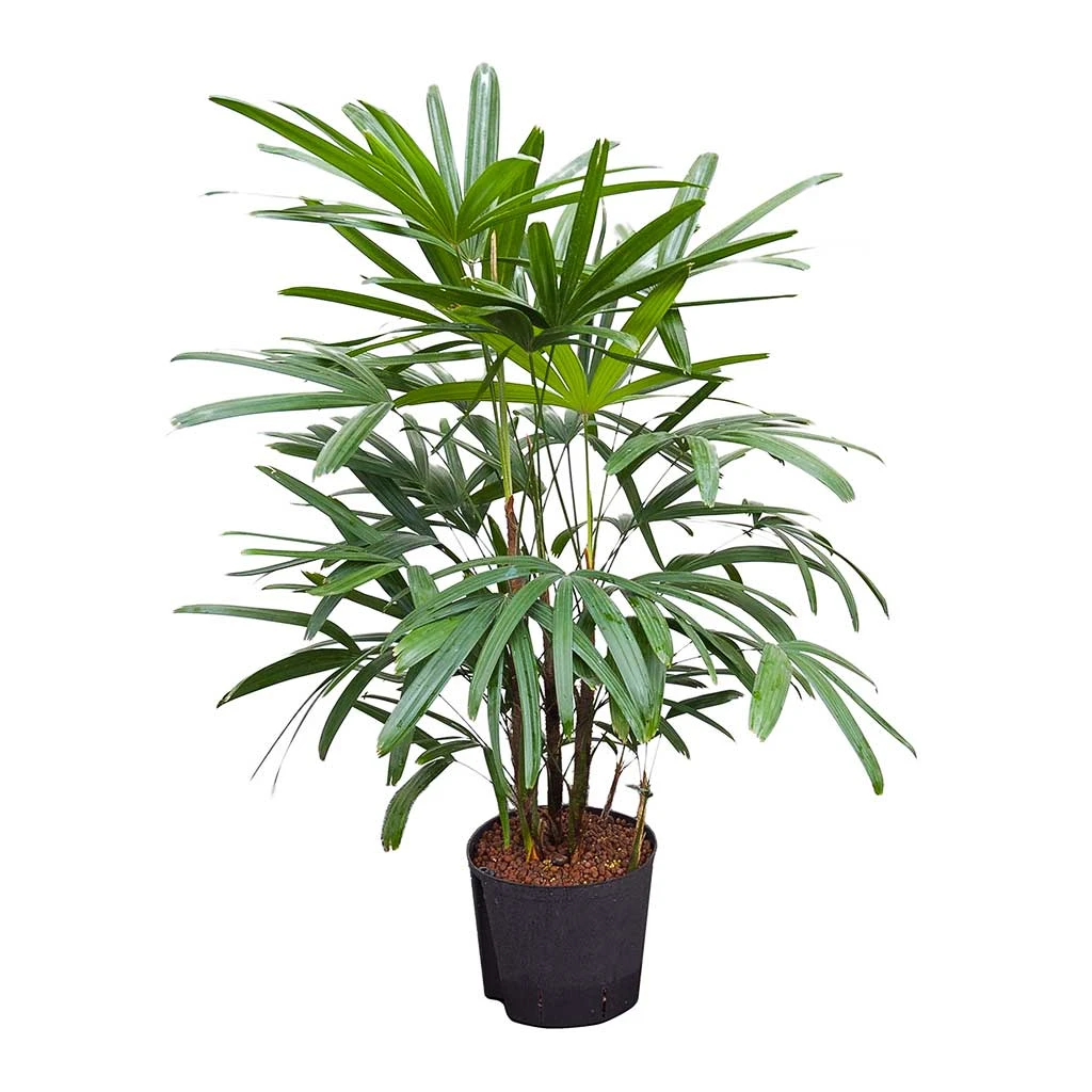 Rhapis Excelsa - Lady Palm - HydroCare 1 Rhapis Excelsa - Lady Palm - HydroCare