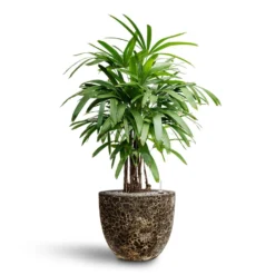 Rhapis Excelsa - Lady Palm - HydroCare 33 Rhapis Excelsa - Lady Palm - HydroCare -Outlet The Ever Sprout Store Rhapis excelsa Lady Palm Hydroculture Lava Couple Relic Planter Black