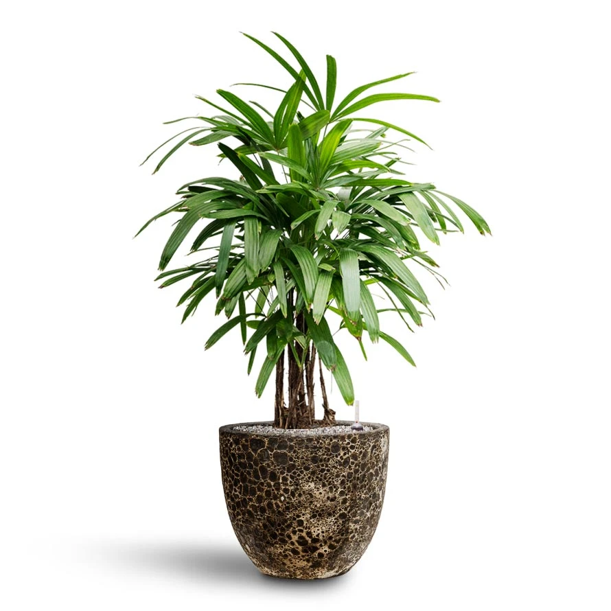 Rhapis Excelsa - Lady Palm - HydroCare 15 Rhapis Excelsa - Lady Palm - HydroCare - Image 15
