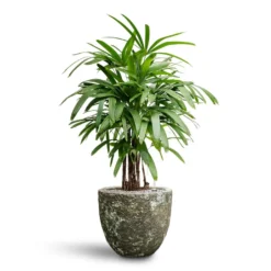 Rhapis Excelsa - Lady Palm - HydroCare 32 Rhapis Excelsa - Lady Palm - HydroCare -Outlet The Ever Sprout Store Rhapis excelsa Lady Palm Hydroculture Lava Couple Relic Planter Jade