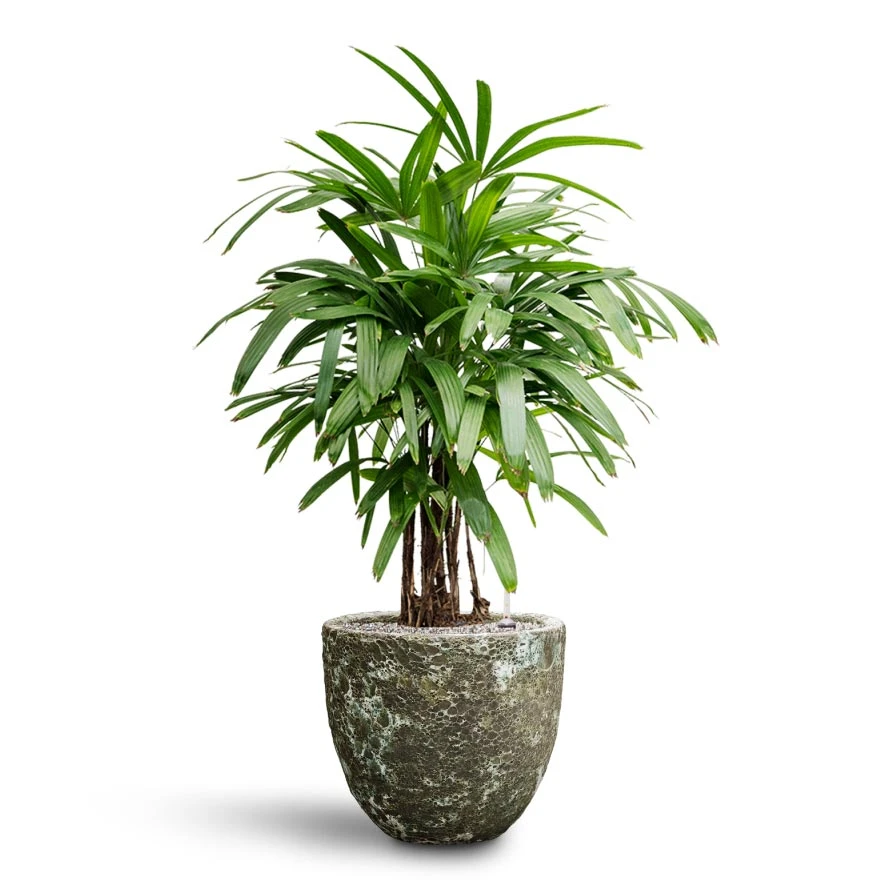 Rhapis Excelsa - Lady Palm - HydroCare 14 Rhapis Excelsa - Lady Palm - HydroCare - Image 14